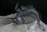Spiny Walliserops Hammi Trilobite - Excellent Prep #22129-1